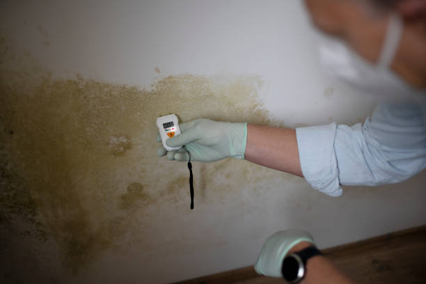Trusted Peppermill Village, MD Mold Remediation Experts