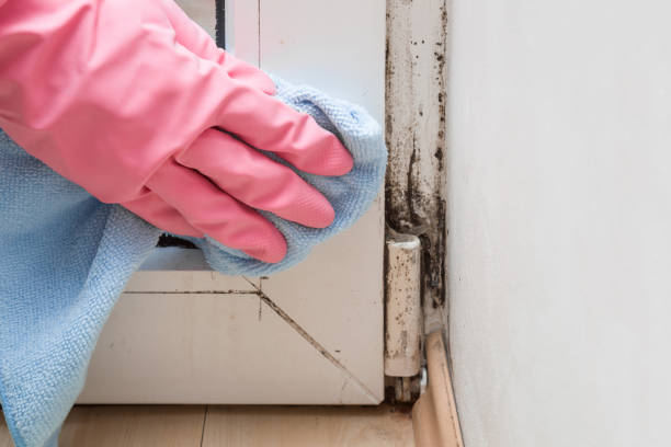 Best Health and Safety Mold Remediation in Peppermill Village, MD