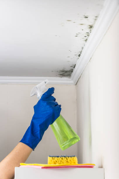 Best Bathroom Mold Remediation in Peppermill Village, MD